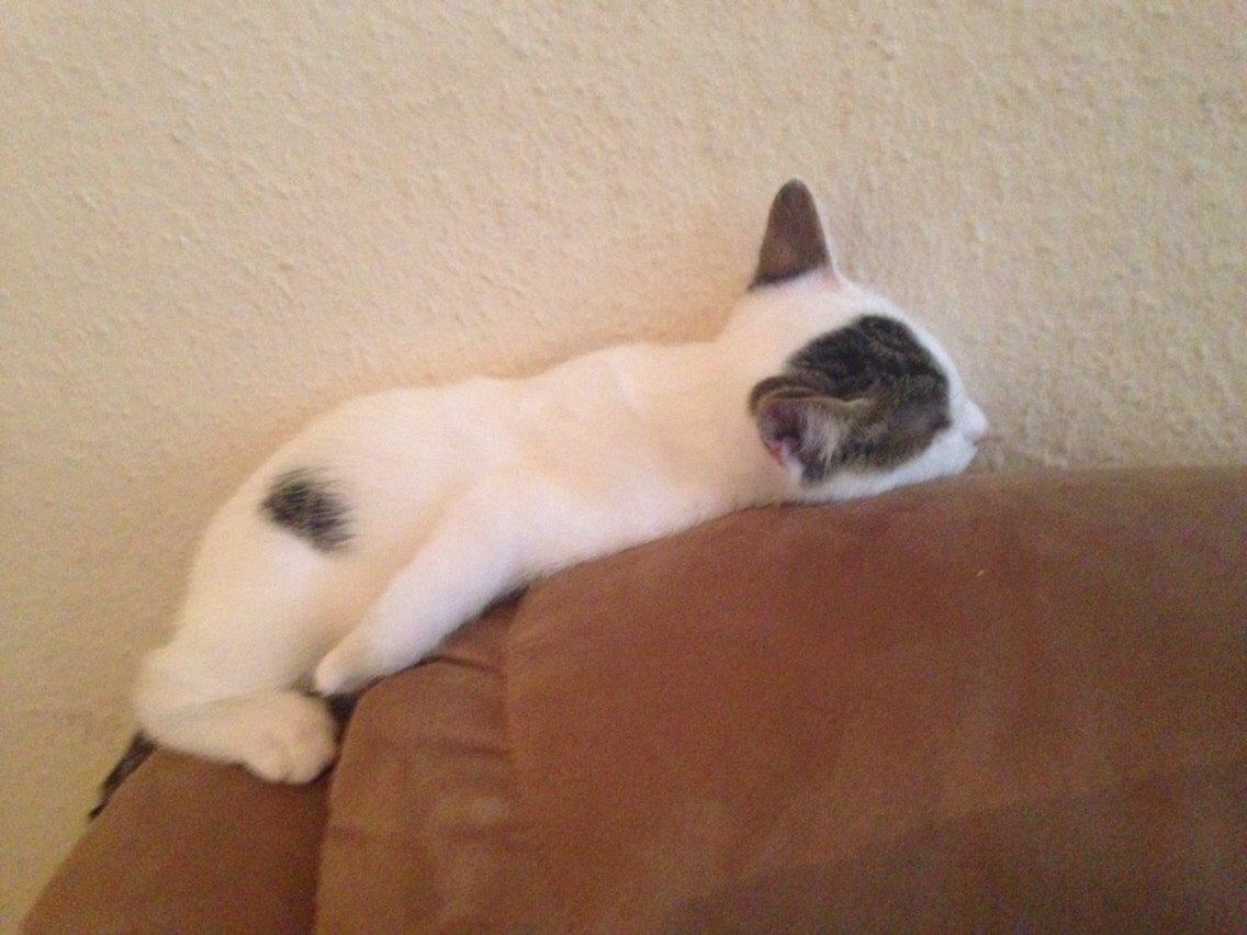 Huskat Max billede 2