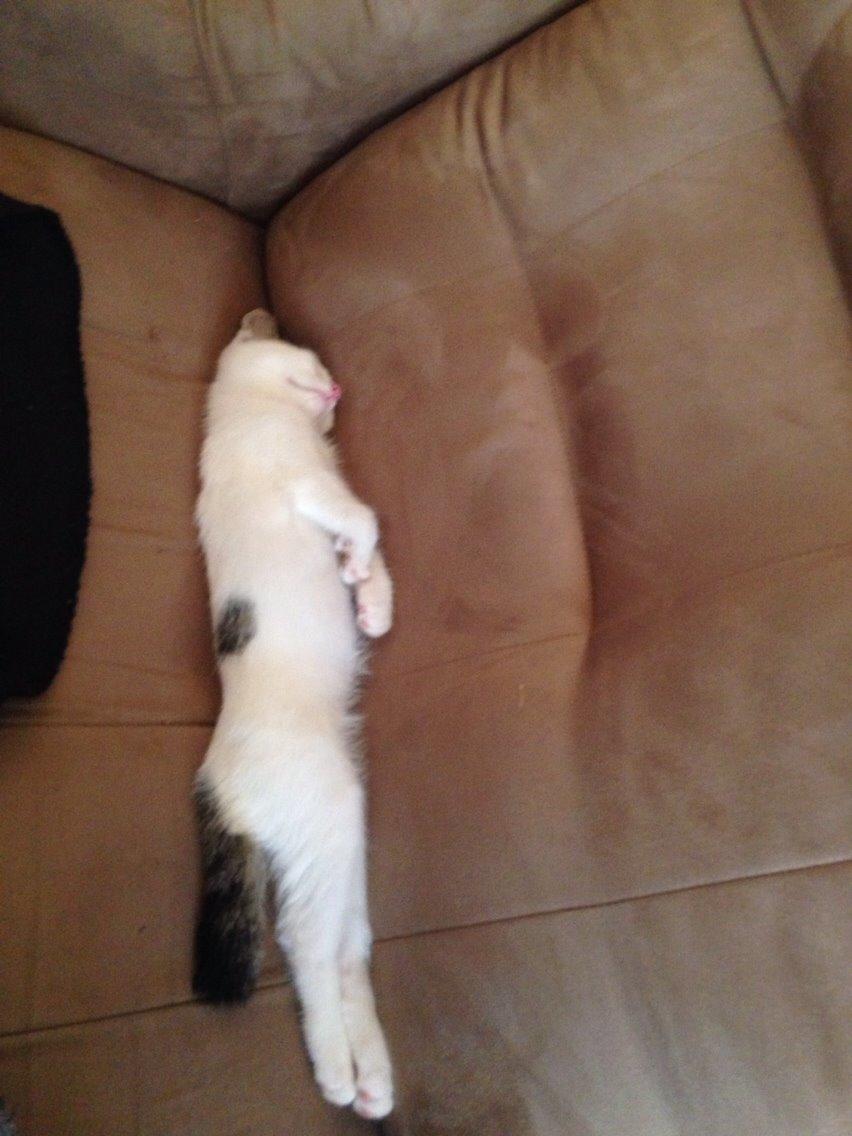 Huskat Max billede 4