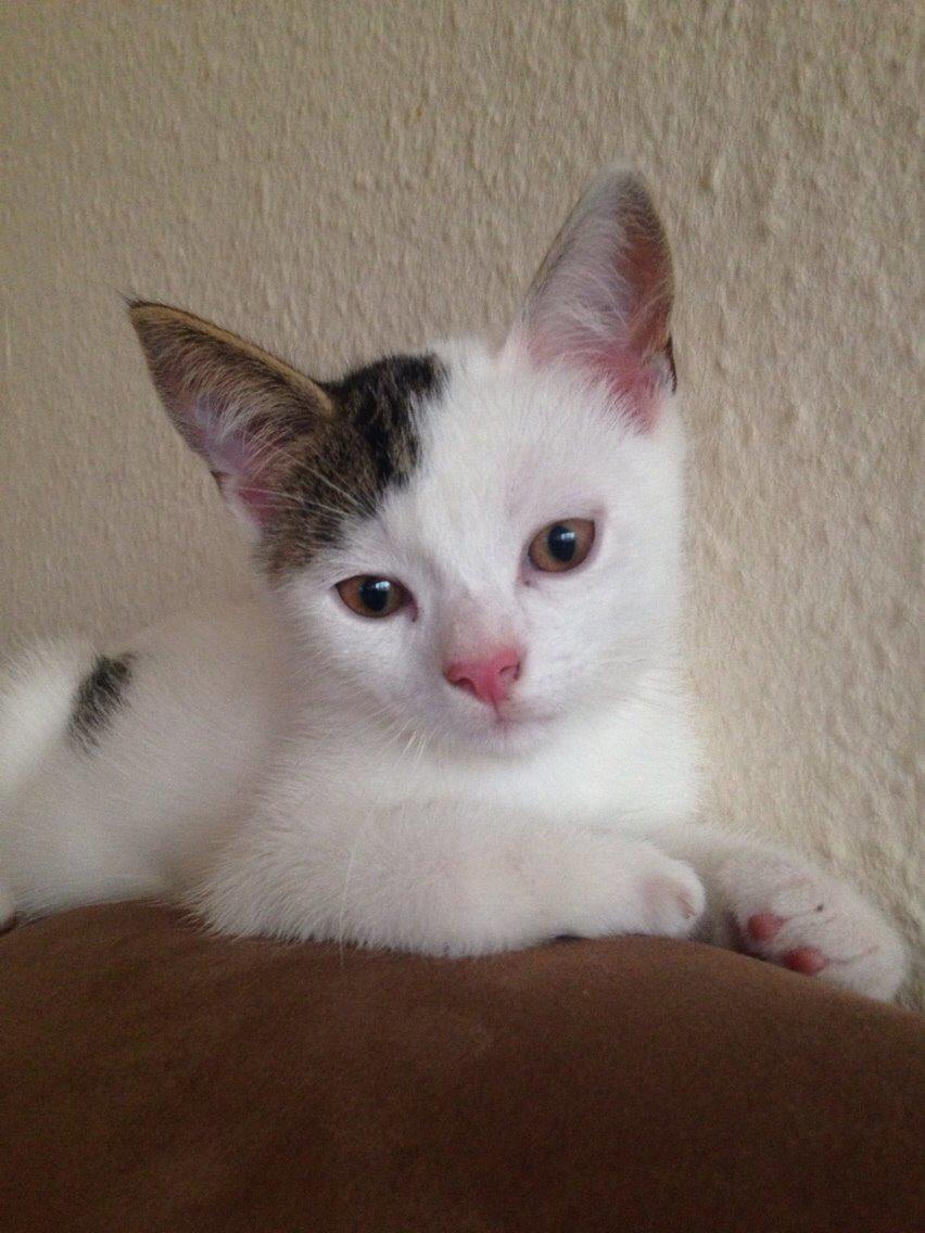 Huskat Max billede 5