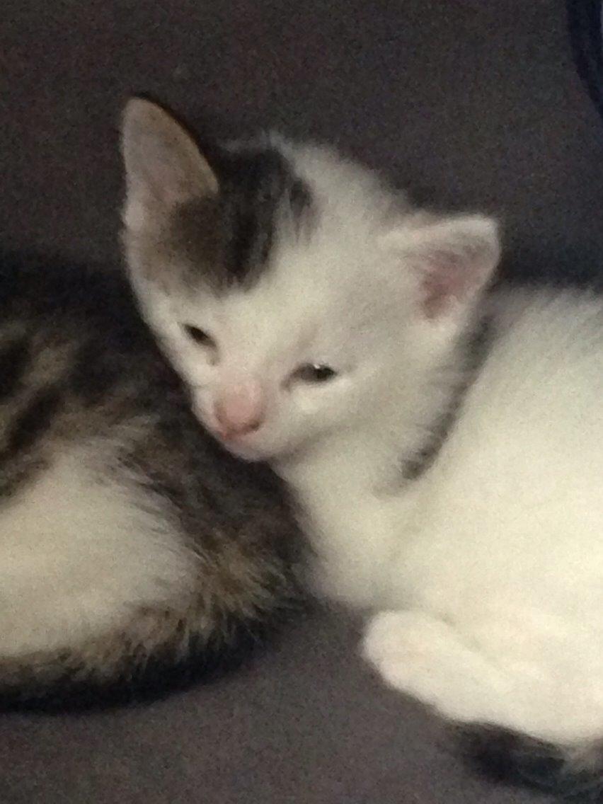 Huskat Max billede 6