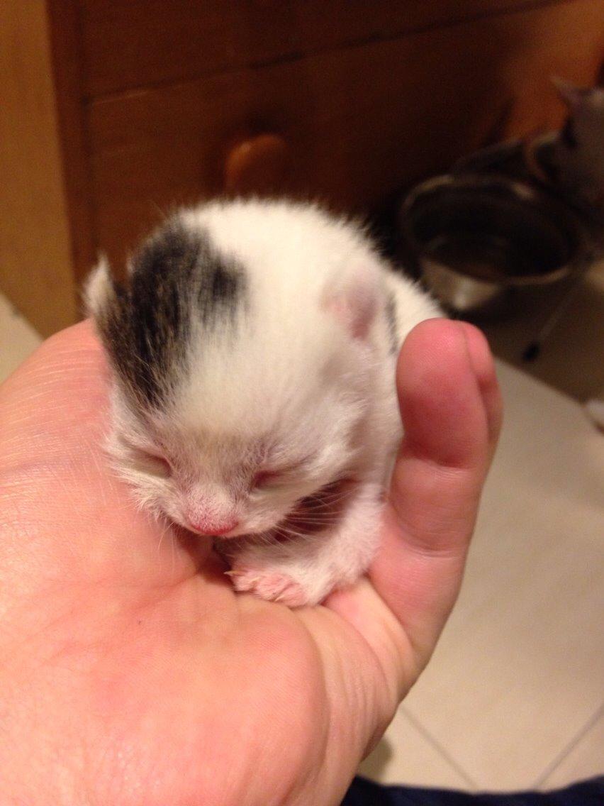 Huskat Max billede 7