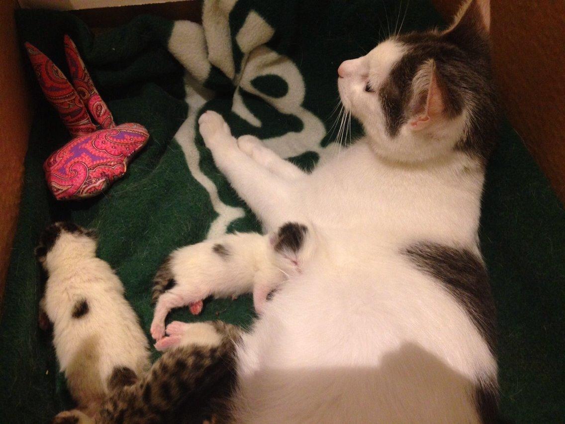 Huskat Max billede 8