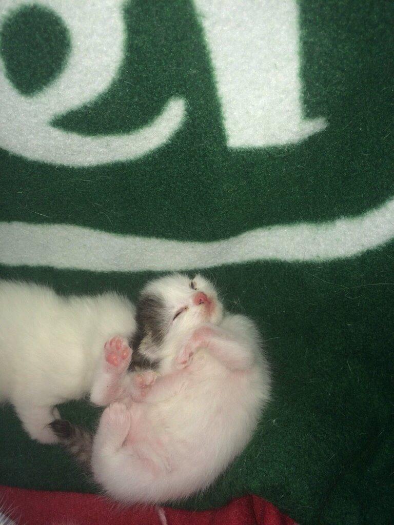 Huskat Max billede 9