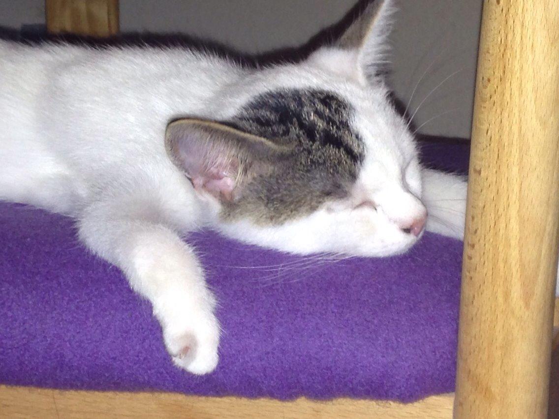 Huskat Max billede 10