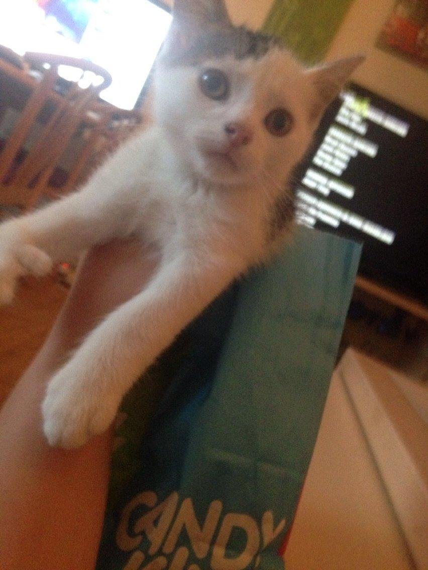 Huskat Max billede 11