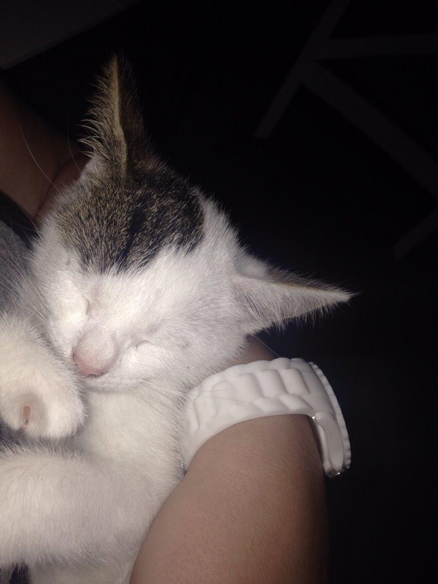 Huskat Max billede 13