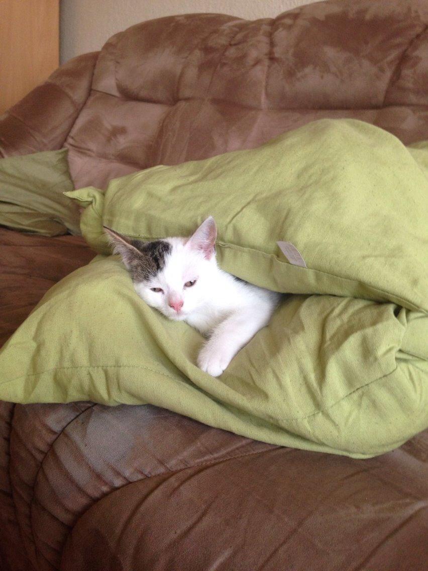 Huskat Max billede 12