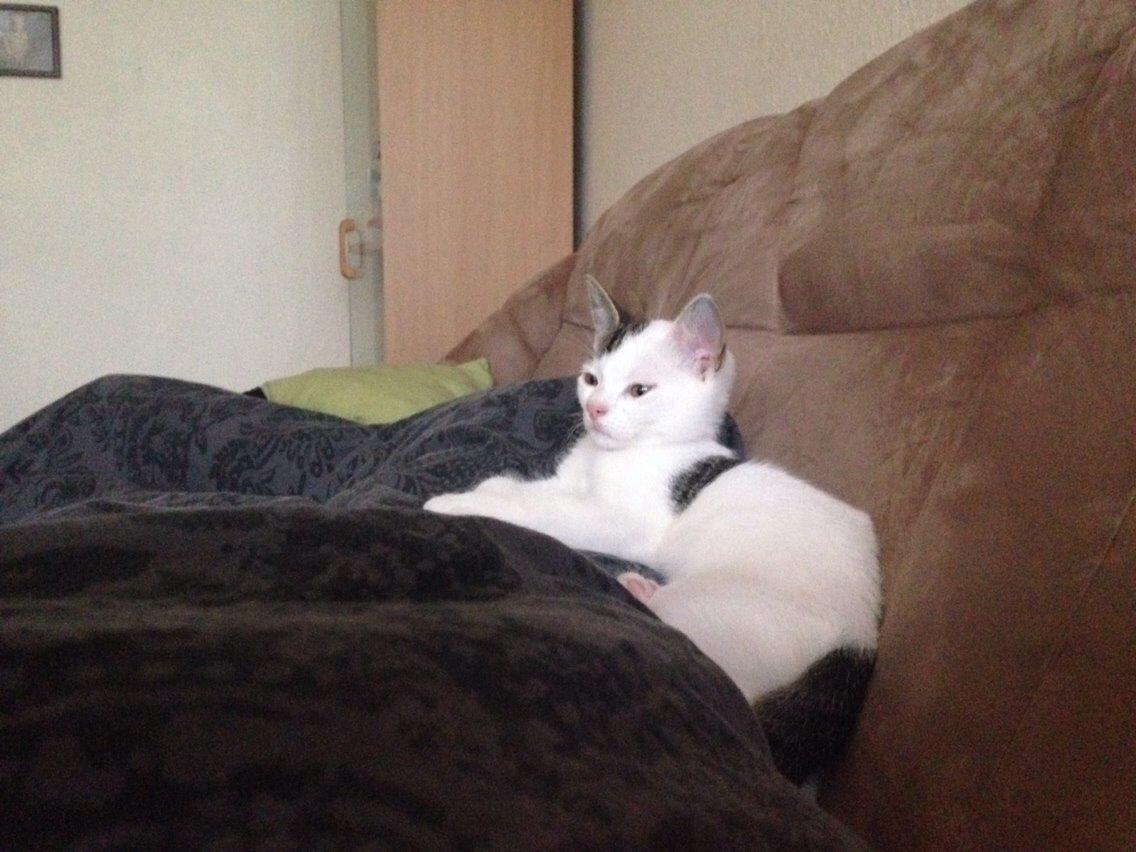 Huskat Max billede 14