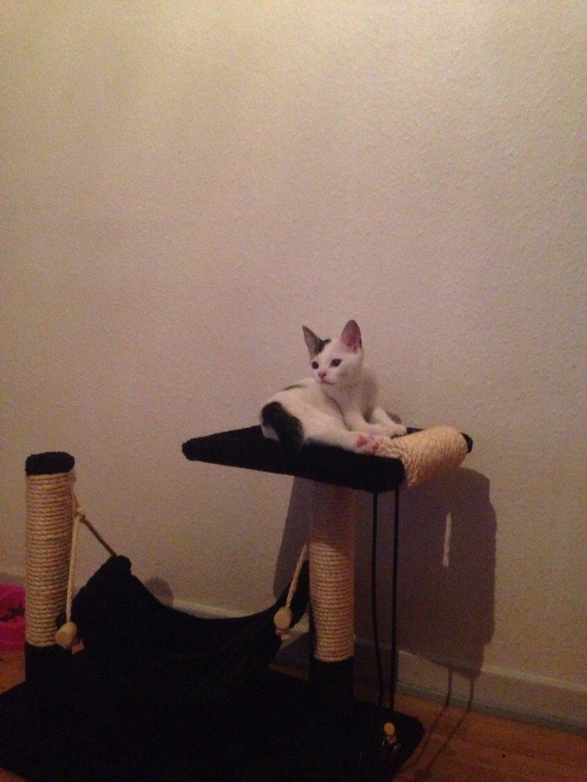 Huskat Max billede 15