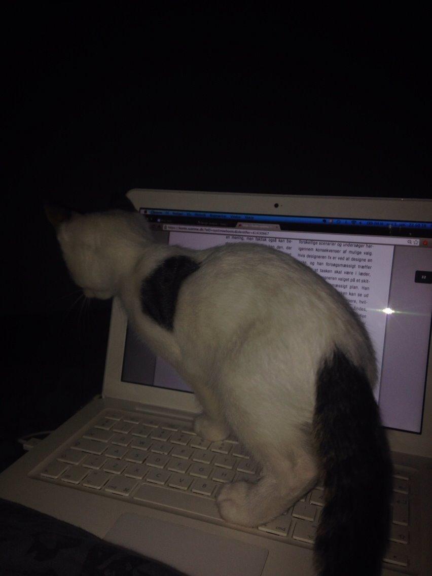 Huskat Max billede 16