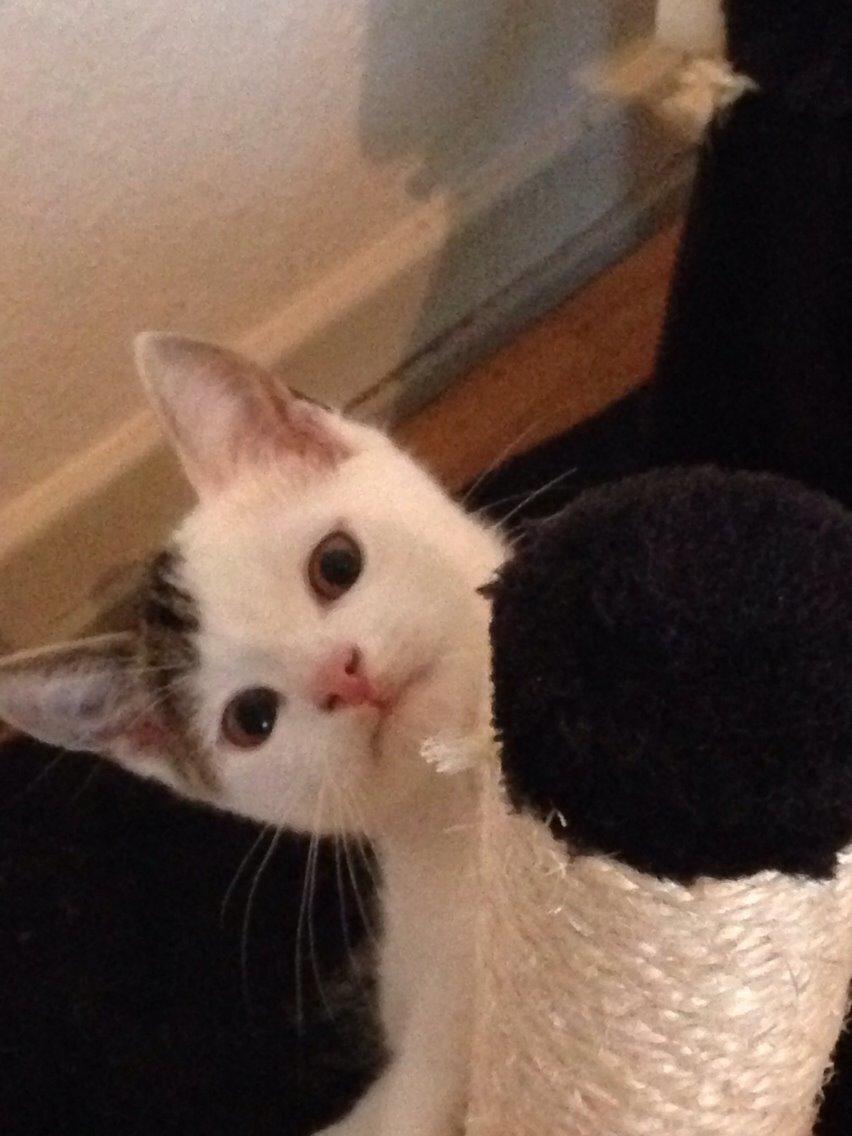 Huskat Max billede 17