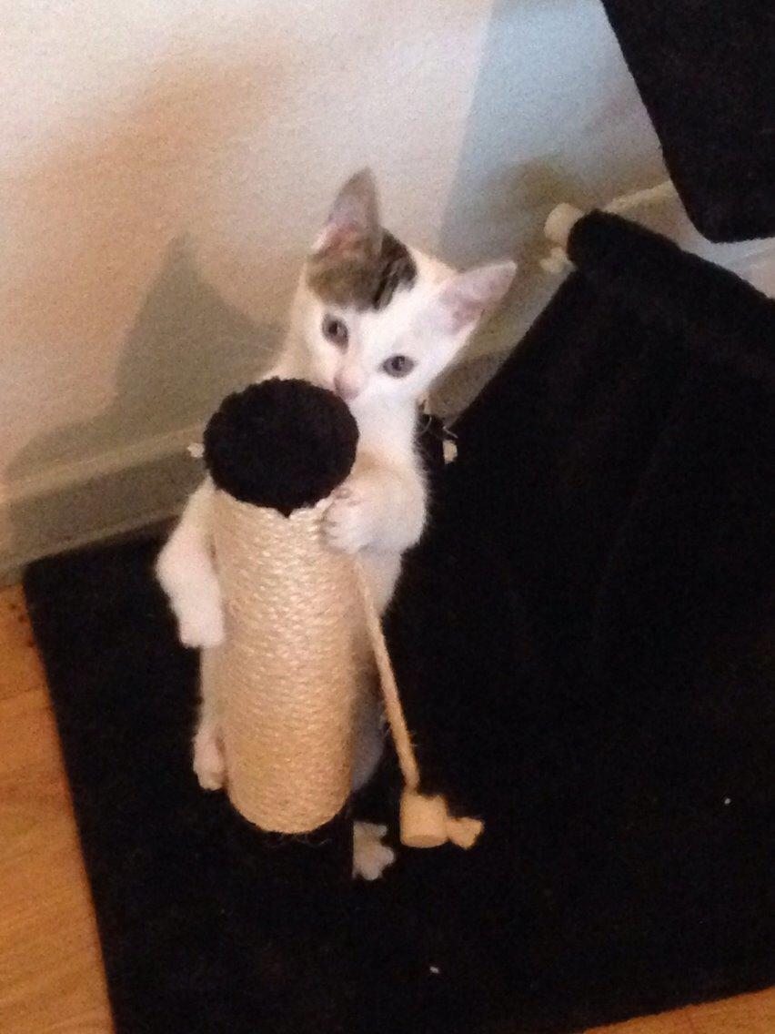 Huskat Max billede 19