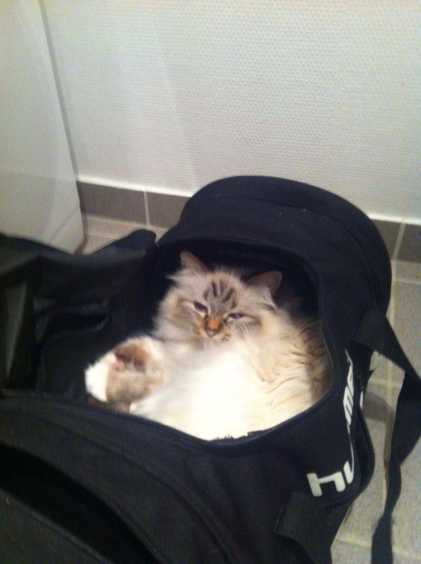 Hellig Birma Dina billede 7