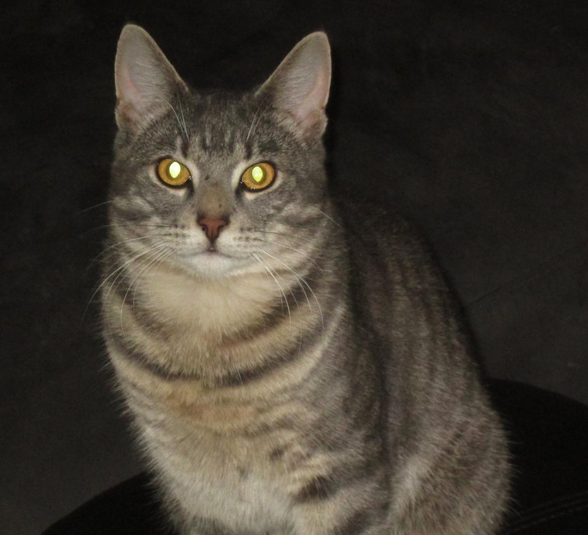 Blanding af racer Hannibal billede 1