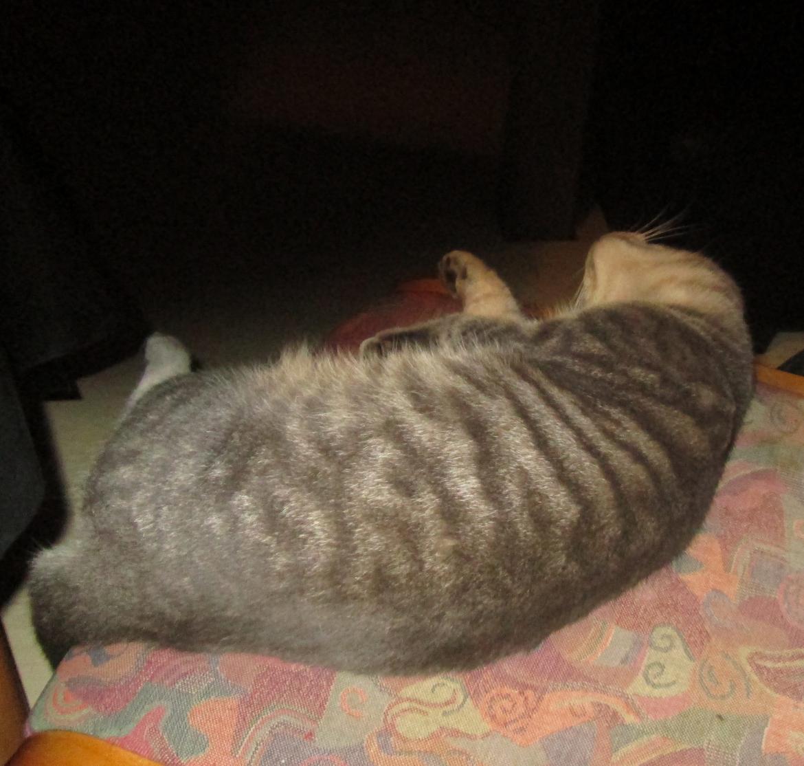 Blanding af racer Hannibal billede 2