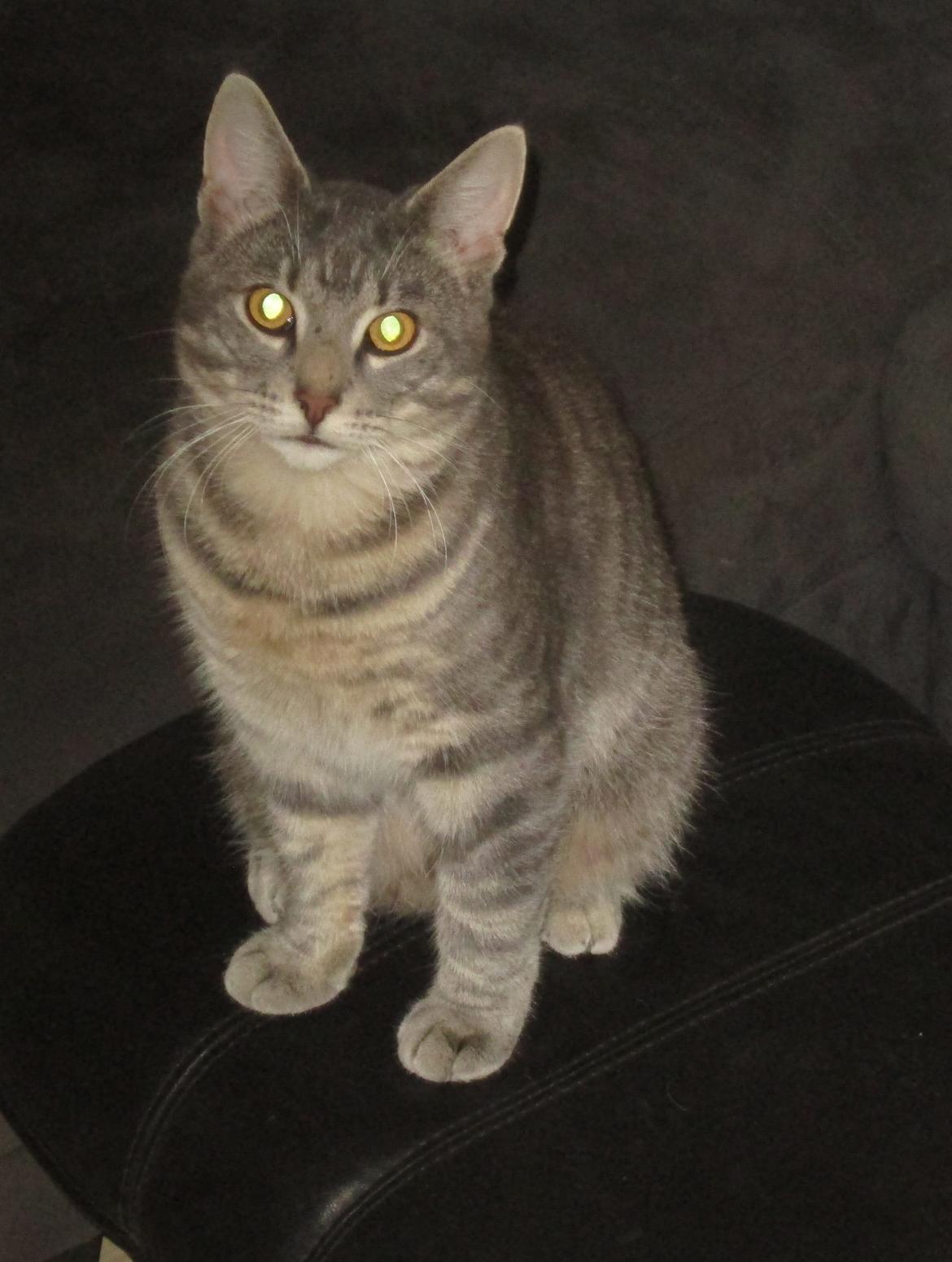 Blanding af racer Hannibal billede 3