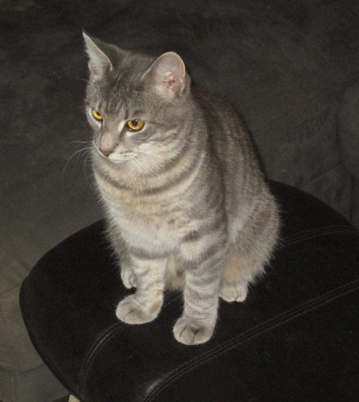 Blanding af racer Hannibal billede 5