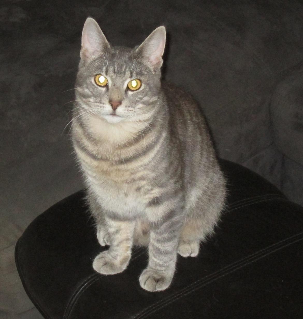 Blanding af racer Hannibal billede 4