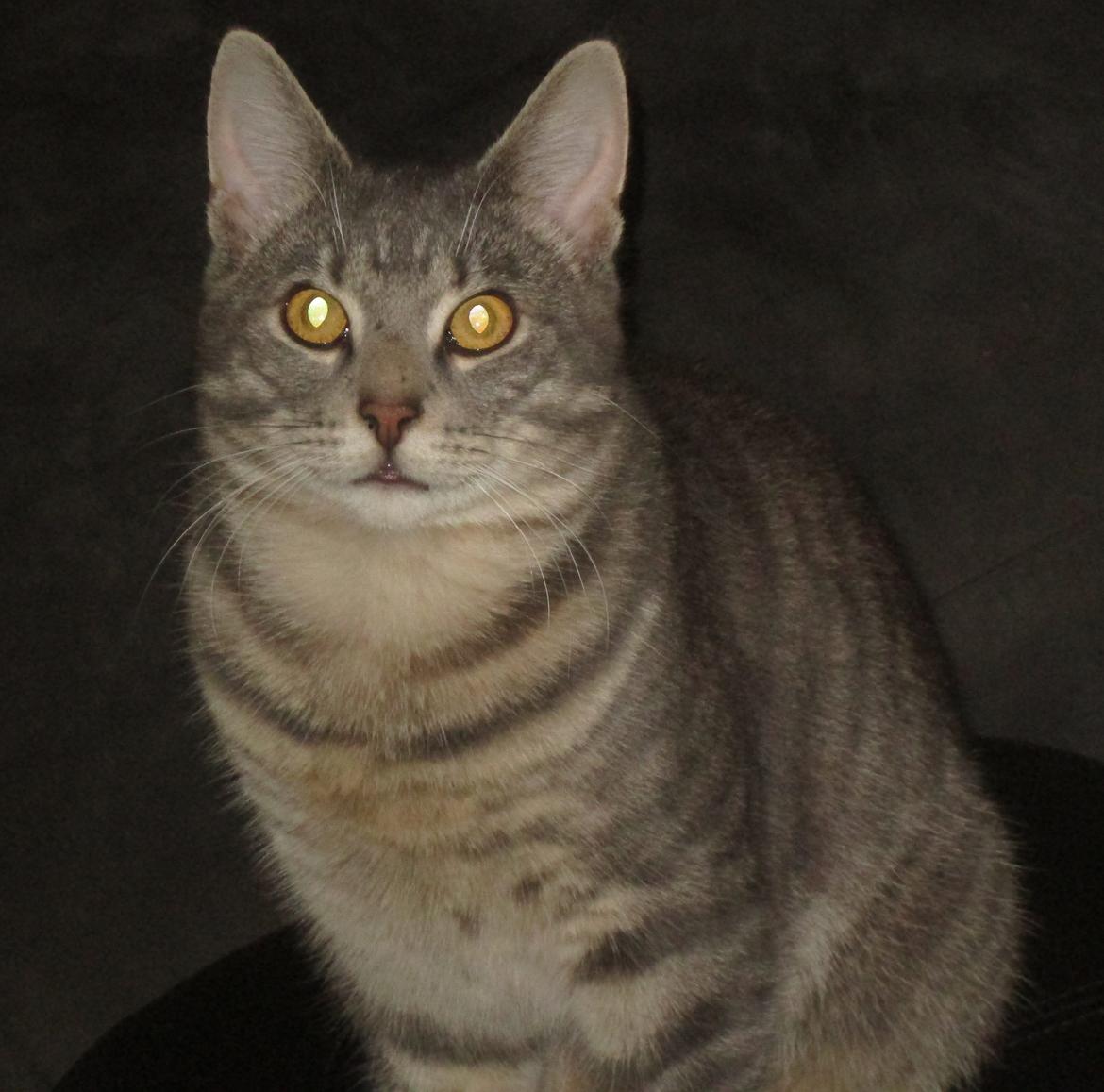 Blanding af racer Hannibal billede 6