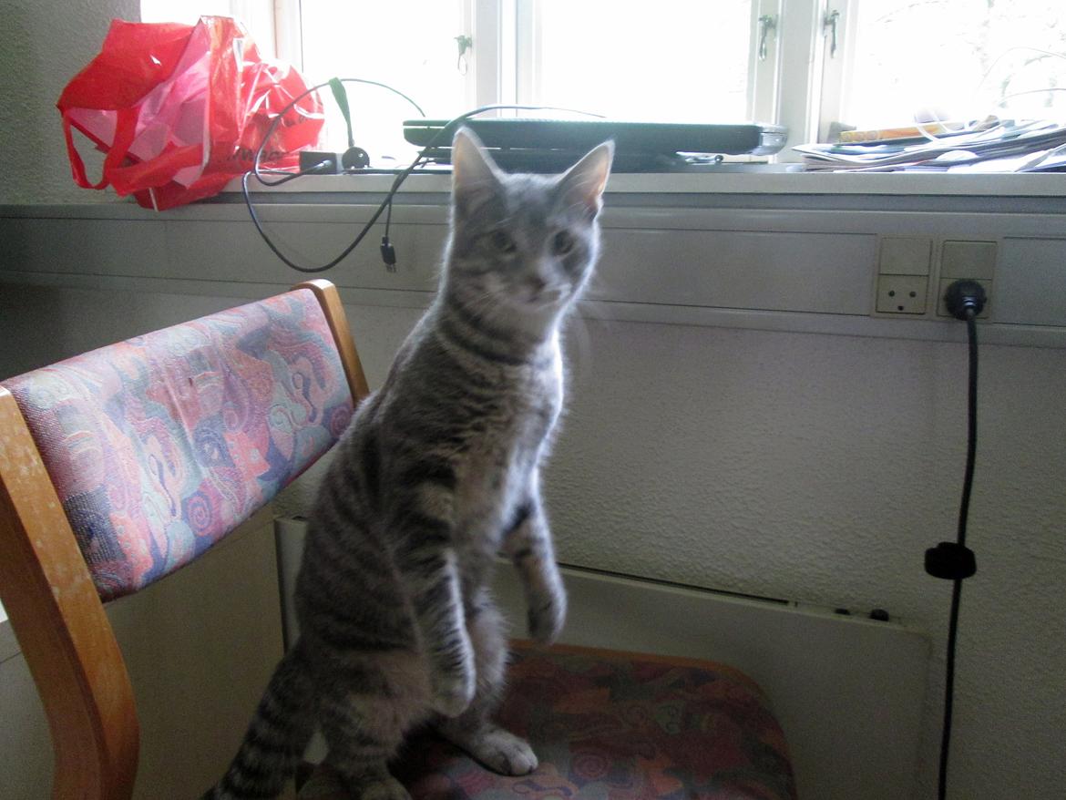 Blanding af racer Hannibal billede 7