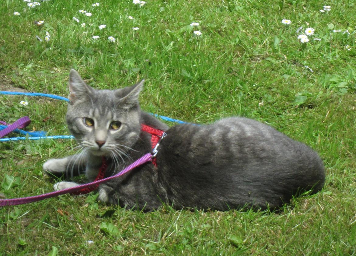 Blanding af racer Hannibal billede 8