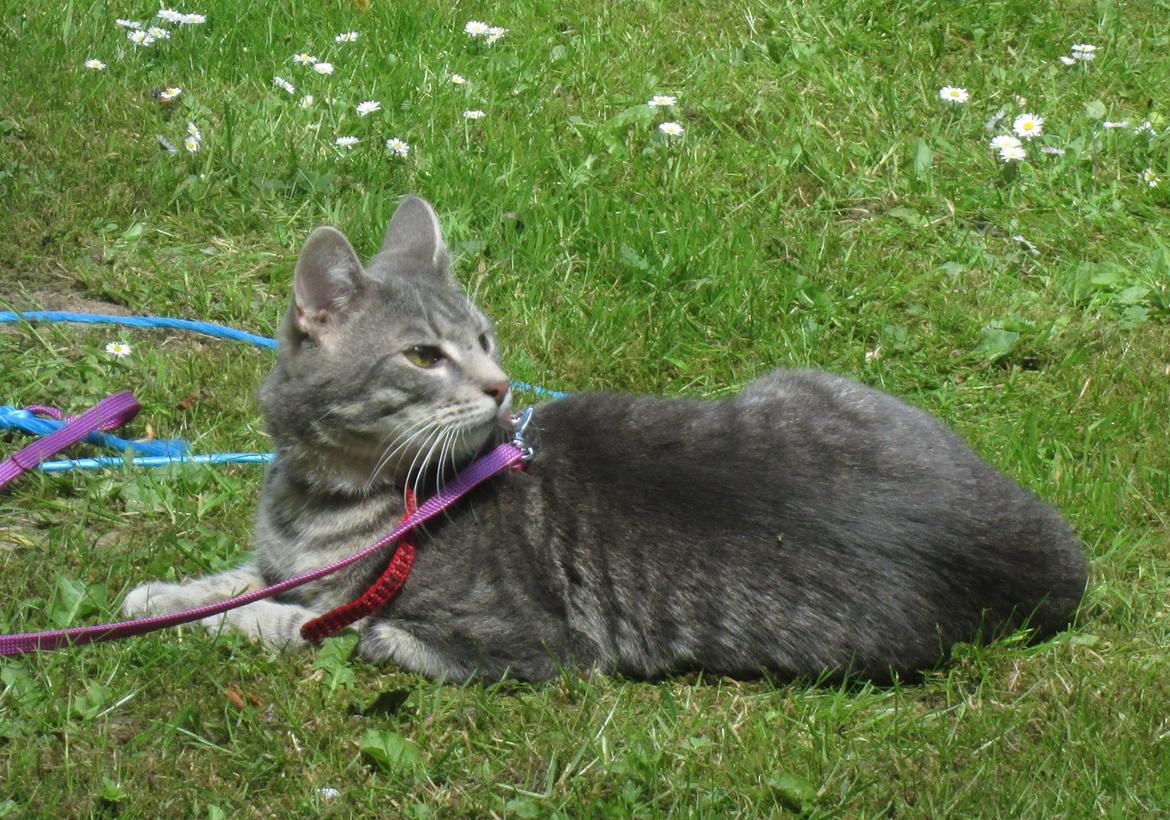 Blanding af racer Hannibal billede 9