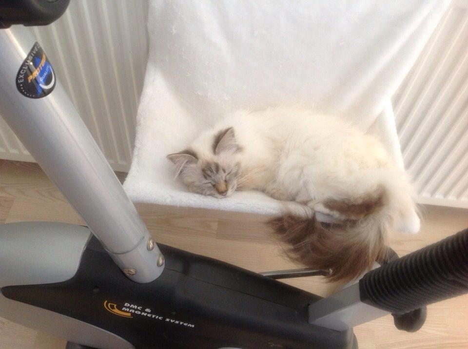 Hellig Birma Dina billede 12