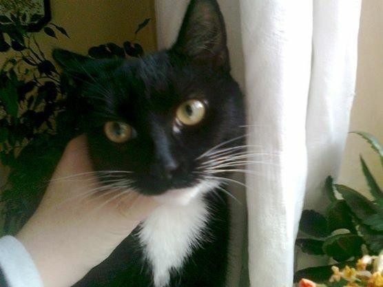 Huskat Speedy billede 1