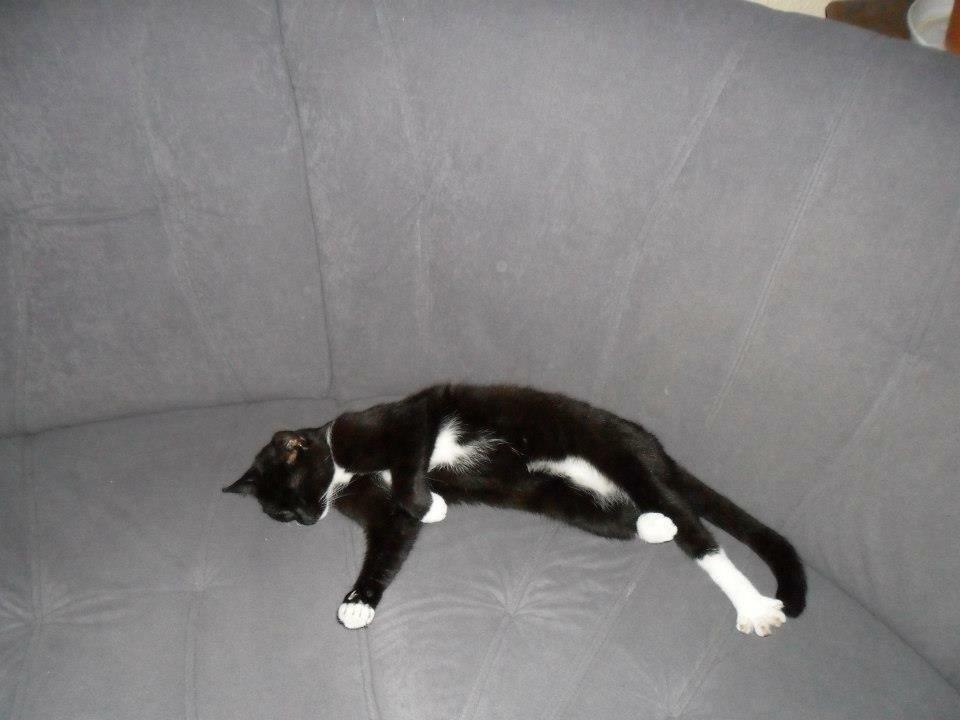 Huskat Speedy billede 2