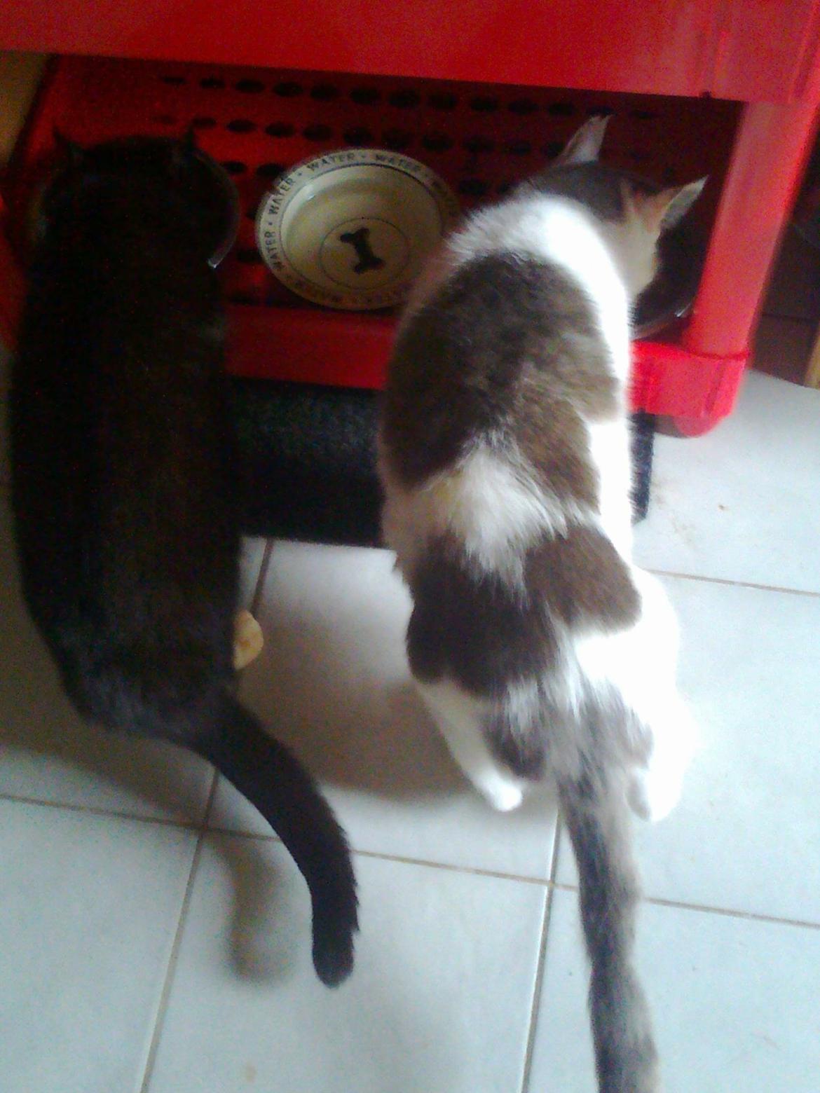 Huskat Speedy billede 3