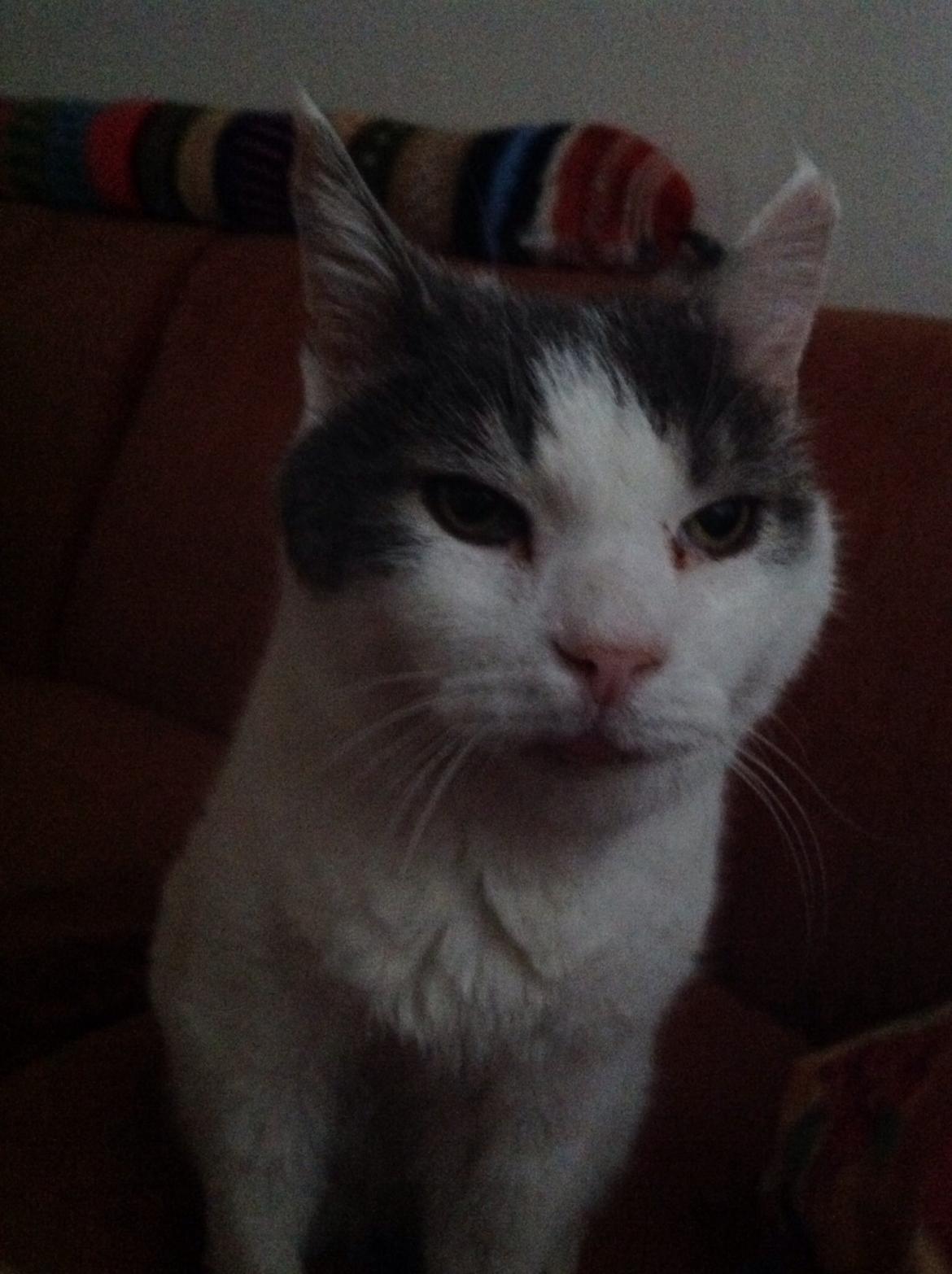 Huskat Fredrik  billede 1