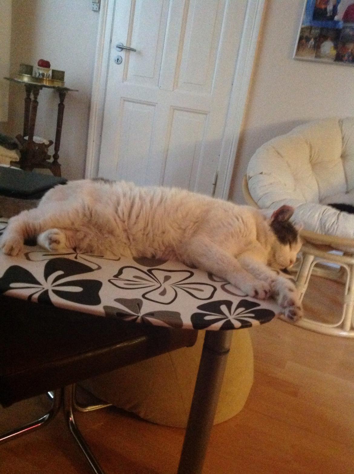 Huskat Fredrik  billede 3