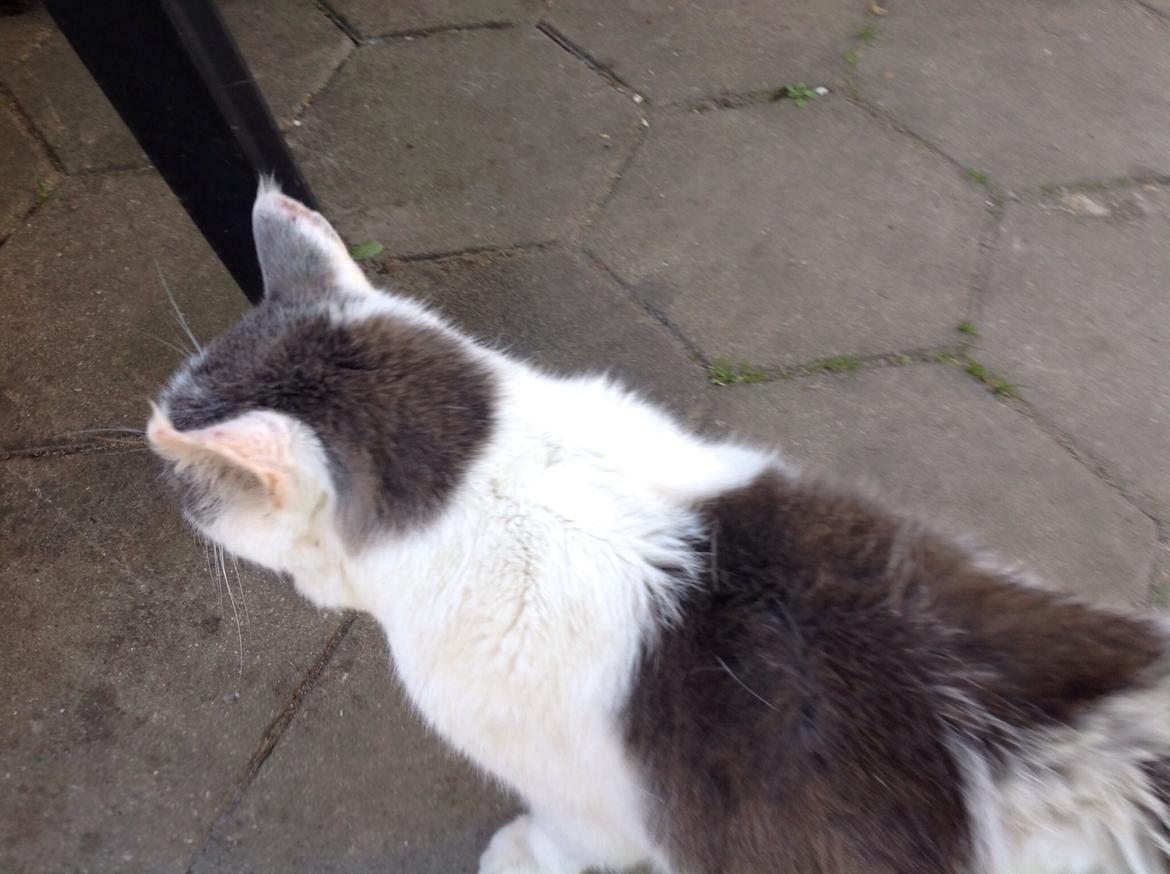 Huskat Fredrik  billede 4