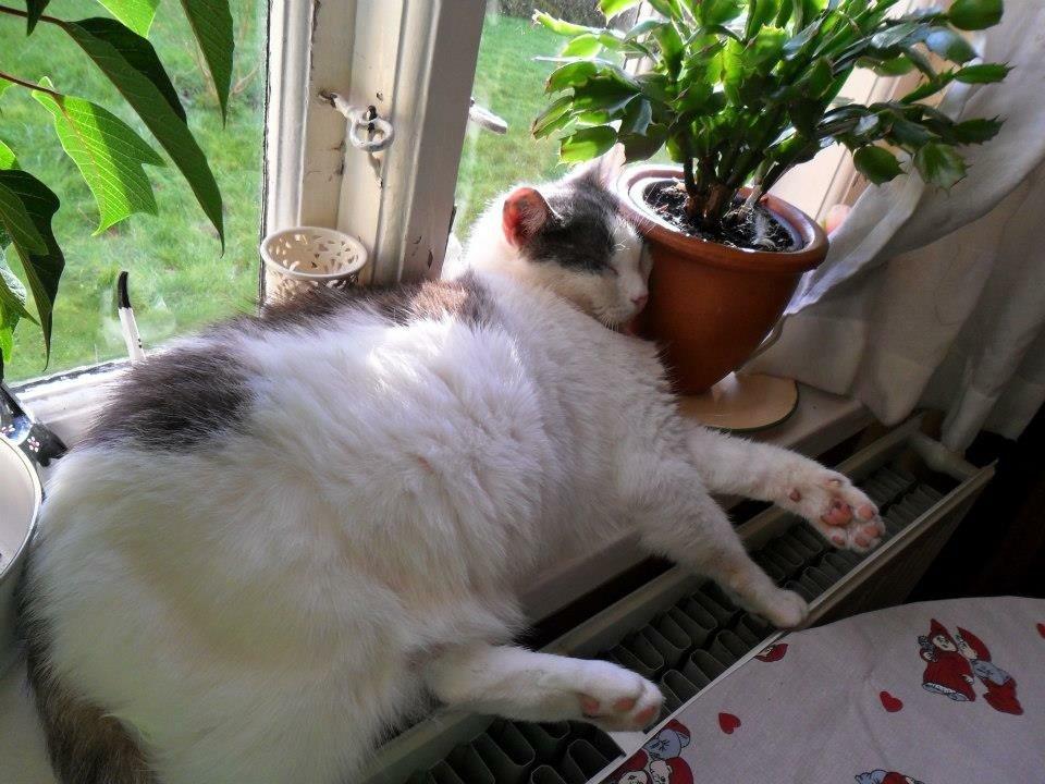 Huskat Fredrik  billede 5