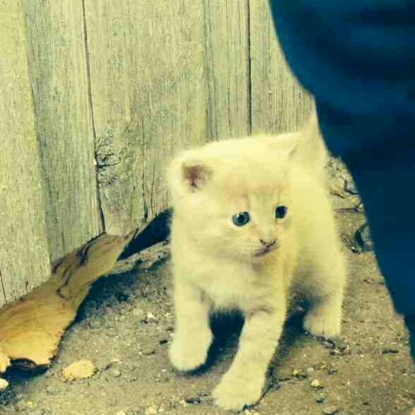 Huskat Milo billede 1