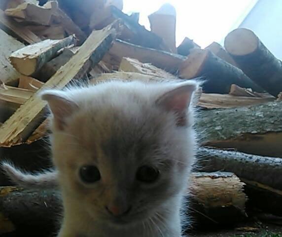 Huskat Milo billede 2