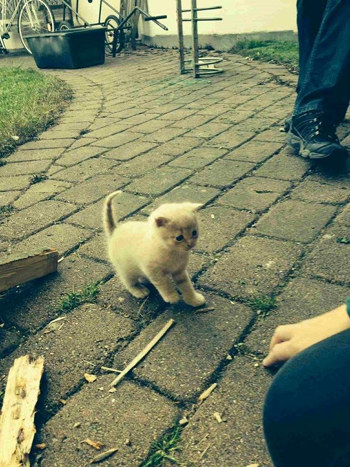 Huskat Milo billede 4