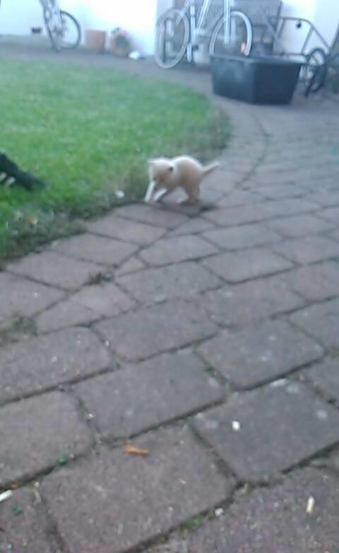 Huskat Milo billede 5