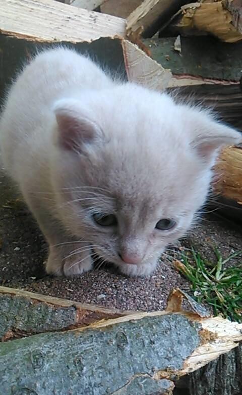 Huskat Milo billede 6