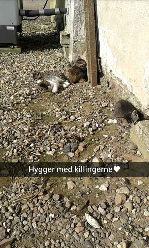 Huskat Tayson - slapper af  billede 5