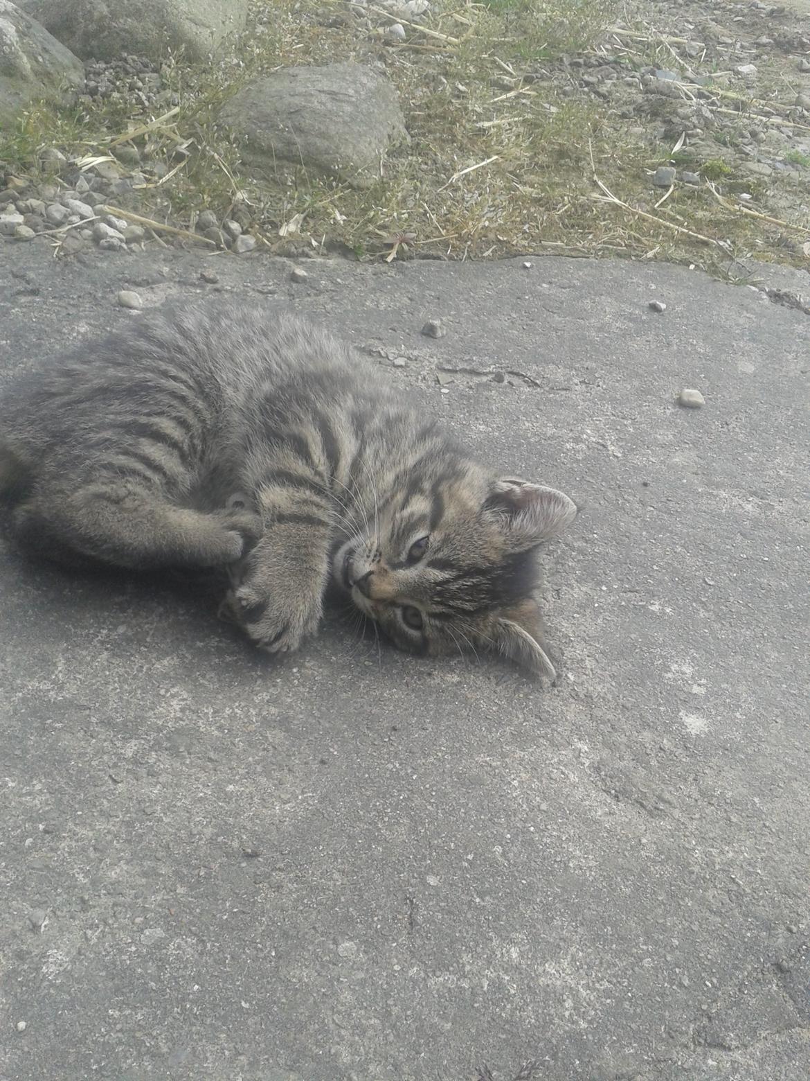 Huskat Tayson billede 6