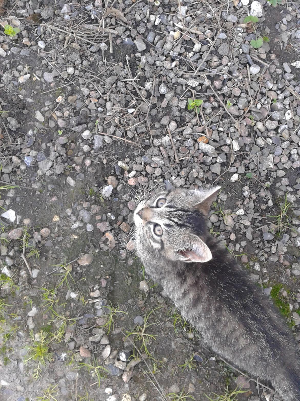 Huskat Tayson billede 7