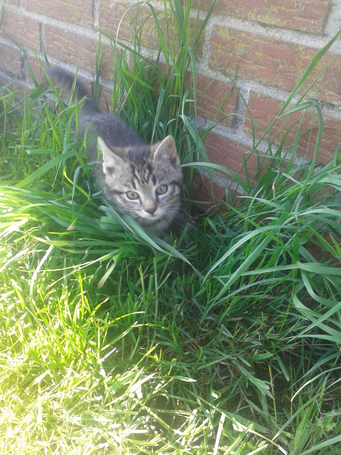 Huskat Tayson billede 8