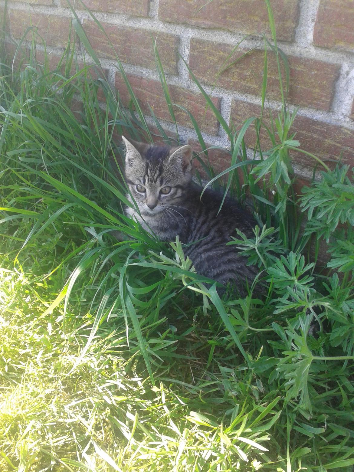 Huskat Tayson billede 4