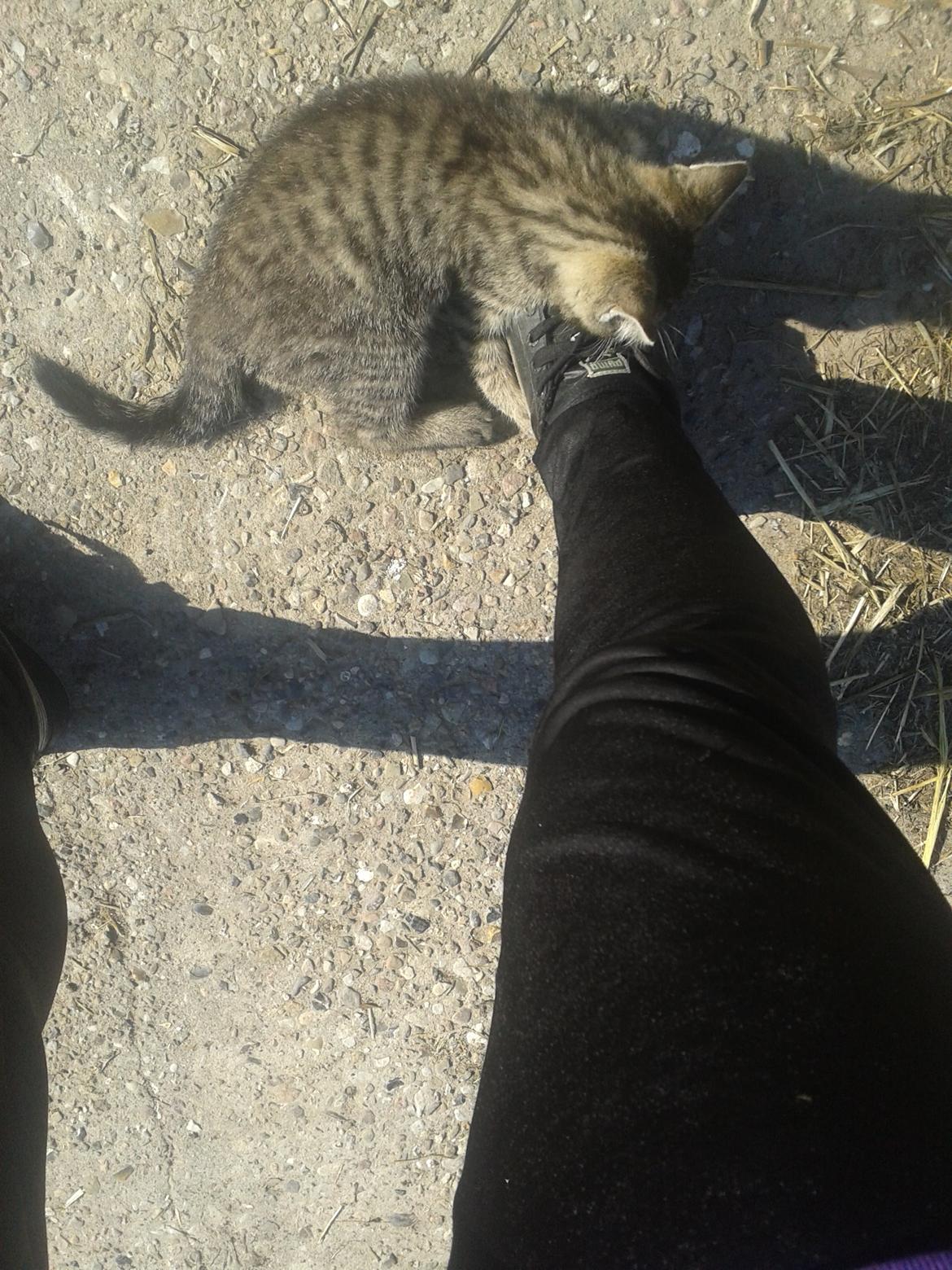 Huskat Tayson - Han elsker  mine sko  billede 9