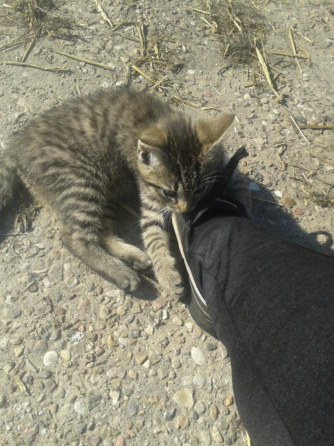 Huskat Tayson - Elsker ham  billede 20