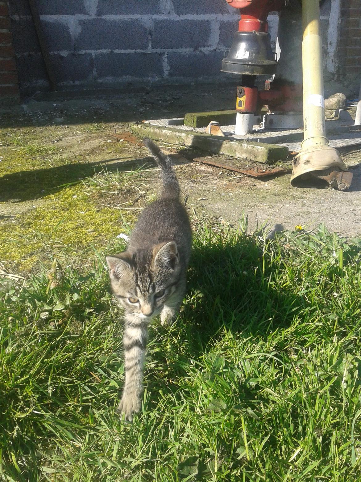 Huskat Tayson billede 10