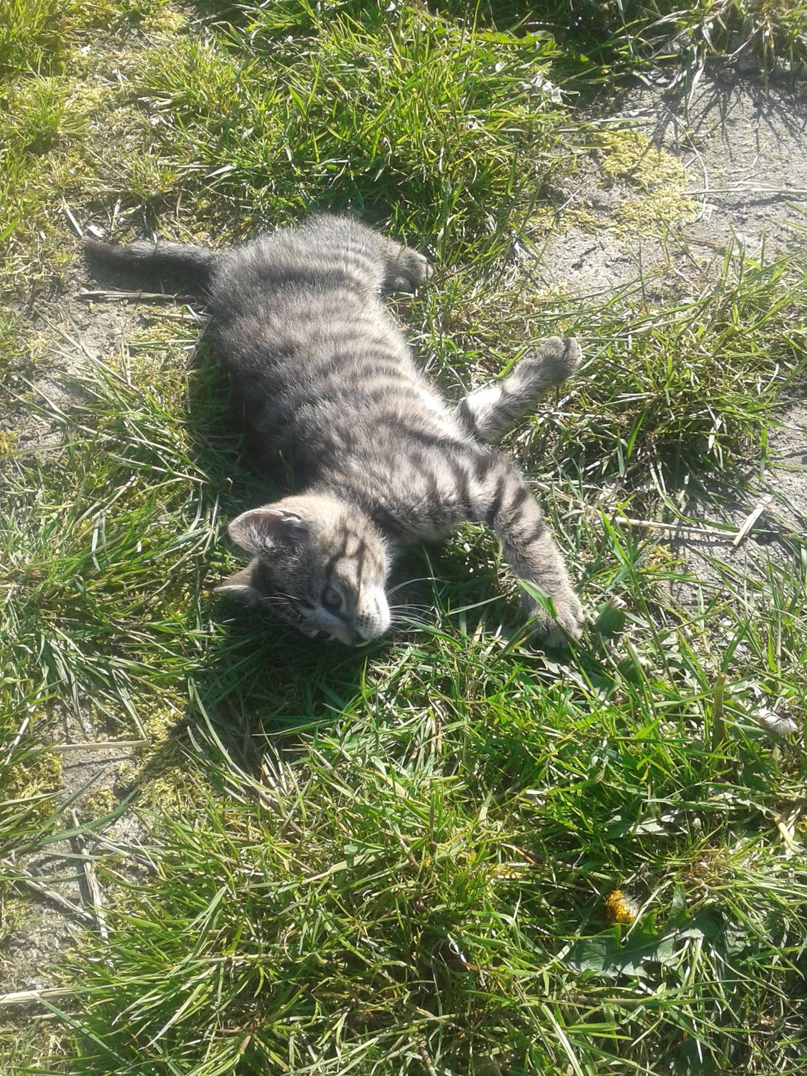 Huskat Tayson billede 11