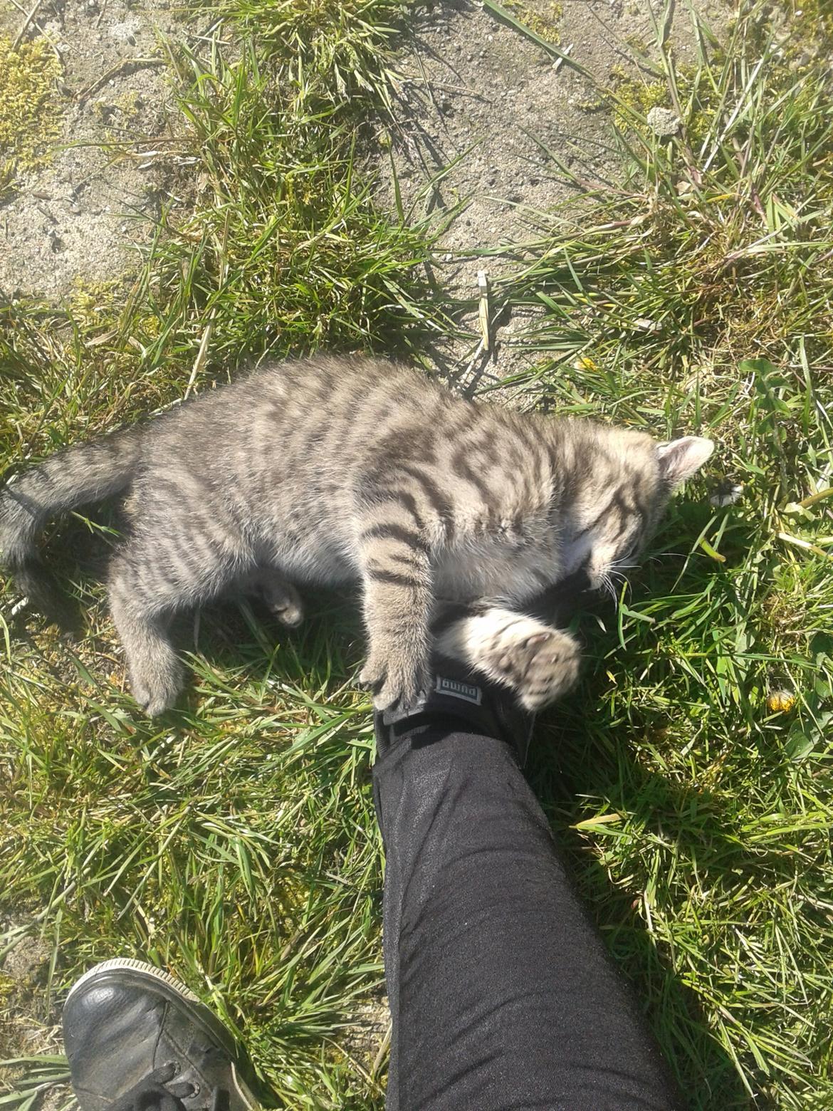 Huskat Tayson billede 12