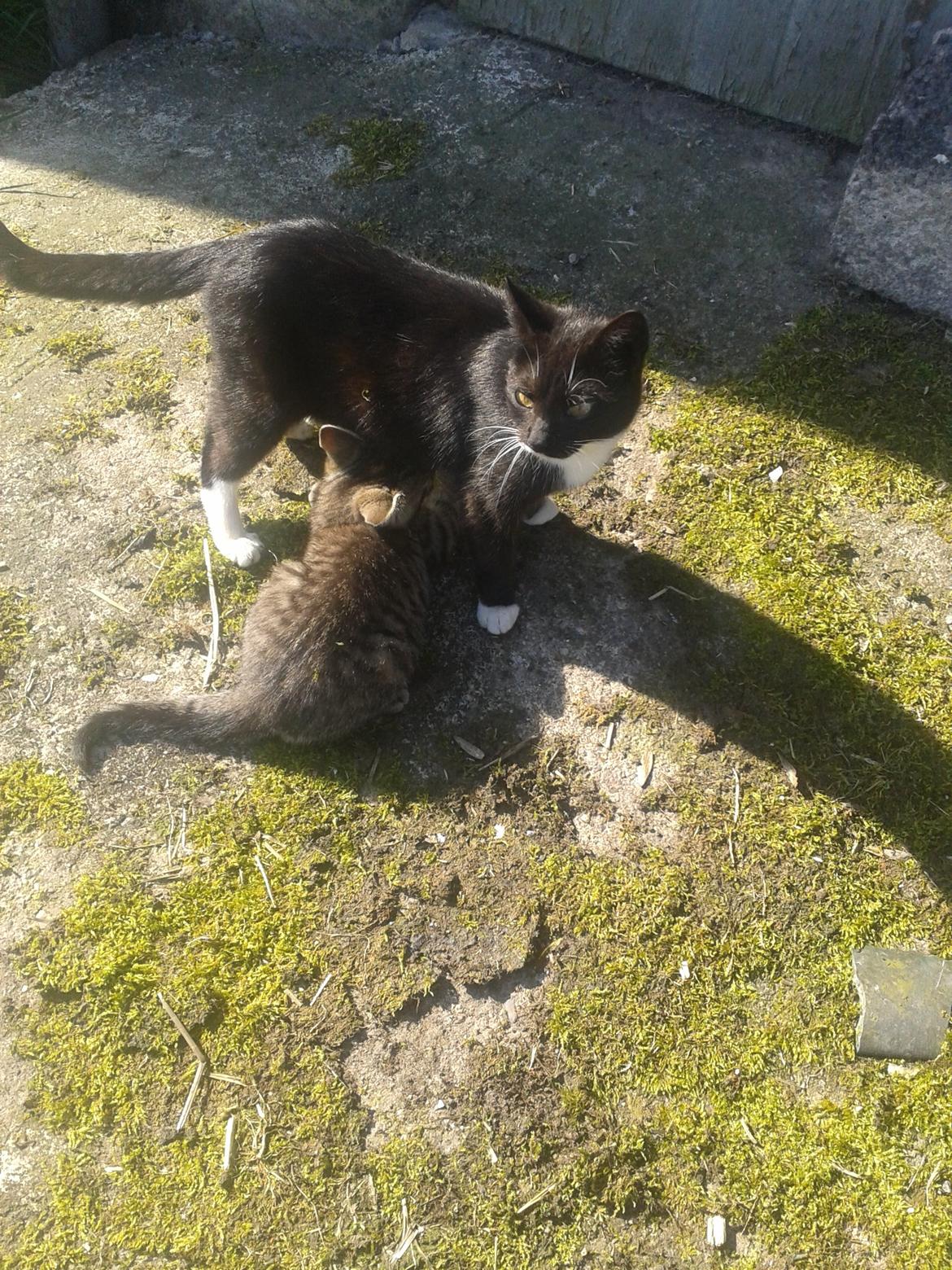 Huskat Tayson - Sammen med mor billede 13